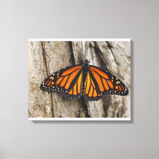 Monarch Butterfly Canvas Afdruk (Voorkant)