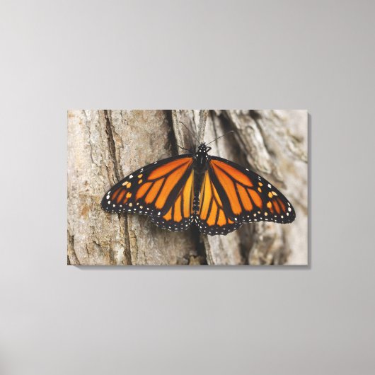 Monarch Butterfly Canvas Afdruk (Voorkant)