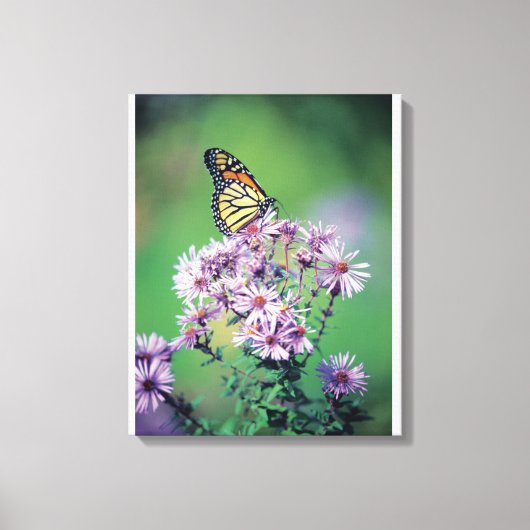 Monarch Butterfly Canvas Afdruk (Voorkant)