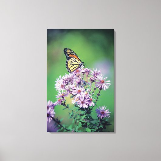 Monarch Butterfly Canvas Afdruk (Voorkant)