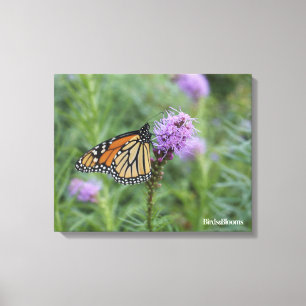 Monarch Butterfly Canvas Afdruk