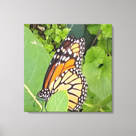 Monarch Butterfly — Canvas Afdruk