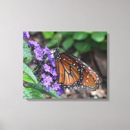 Monarch Butterfly Canvas Afdruk (Voorkant)