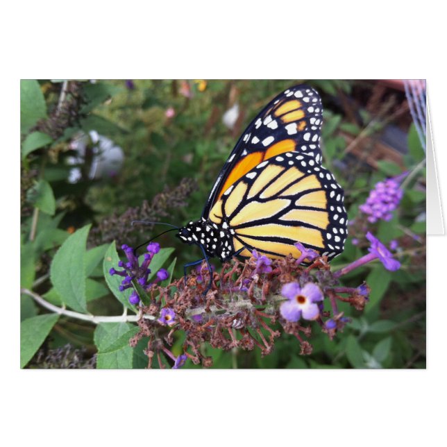 Monarch Butterfly Card 2 (Voorkant Horizontaal)