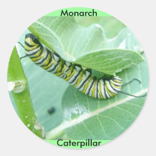 Monarch Butterfly Caterpilpijlerkruipers Ronde Sticker