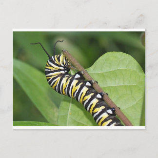 Monarch Butterfly Caterstone Briefkaart