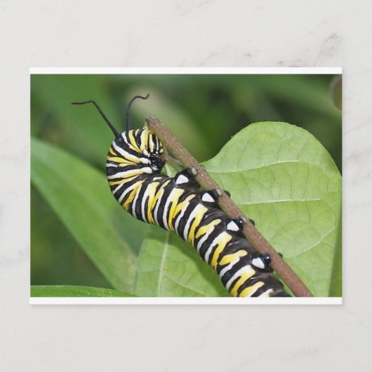 Monarch Butterfly Caterstone Briefkaart (Voorkant)