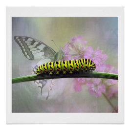 Monarch Butterfly Caterstone Glanzend Poster Perfect Poster
