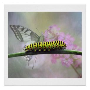 Monarch Butterfly Caterstone Glanzend Poster Perfect Poster