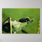 Monarch Butterfly Caterstone Poster (Voorkant)