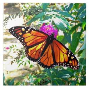 Monarch Butterfly Decoratief Keramisch Tile Tegeltje