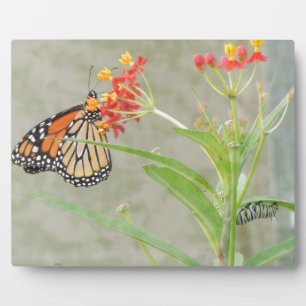 Monarch Butterfly en Caterstyle Fotoplaat