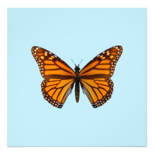 Monarch Butterfly Foto Afdruk