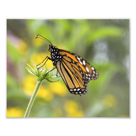 Monarch Butterfly Foto Afdruk (Voorkant)