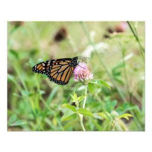 Monarch Butterfly Foto Afdruk