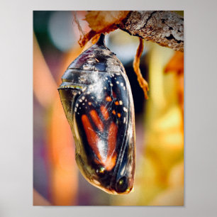 Monarch Butterfly Fotografie Muurdecoratie Print