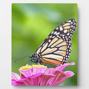 Monarch Butterfly Fotoplaat