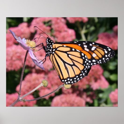 Monarch Butterfly I Poster (Voorkant)
