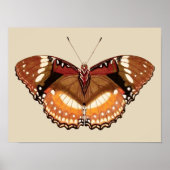Monarch Butterfly in Brown, Rust and Cream Poster (Voorkant)