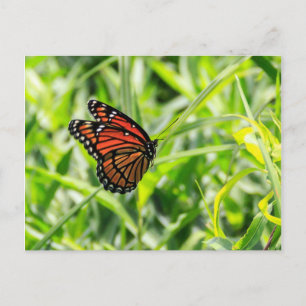 Monarch Butterfly in vlucht Briefkaart