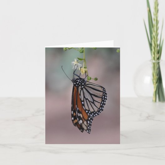 Monarch Butterfly Kaart (Voorkant)