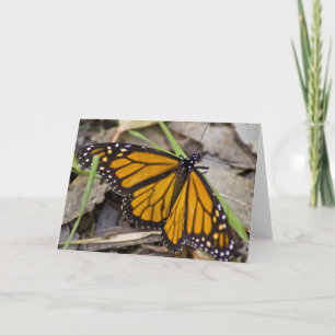 Monarch Butterfly Kaart