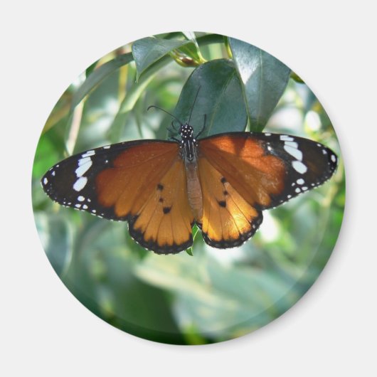 Monarch Butterfly Magneet (Voorkant)