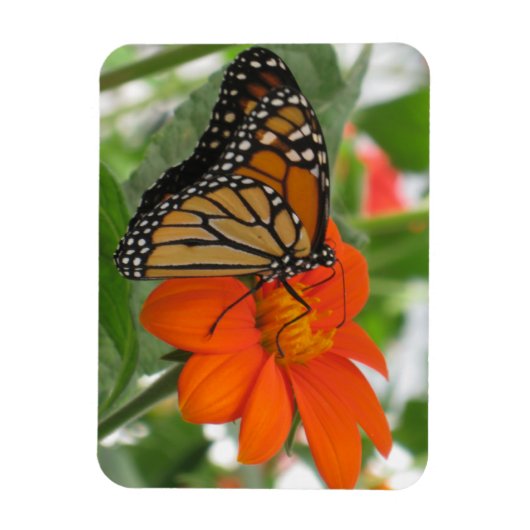 Monarch Butterfly Magneet (Verticaal)
