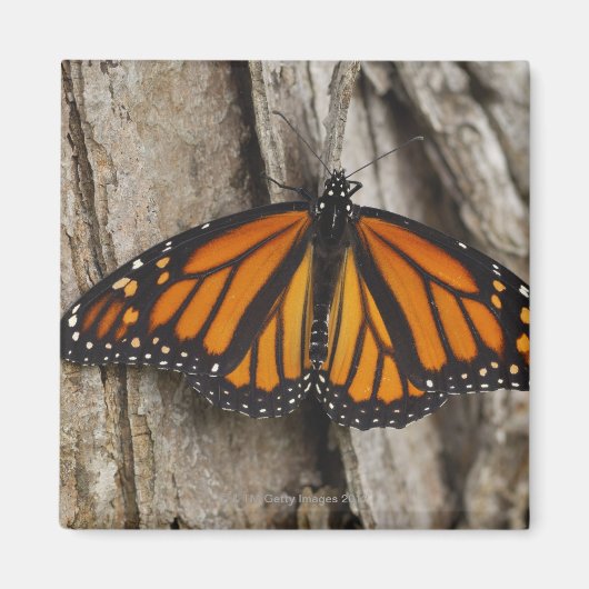 Monarch Butterfly Magneet (Voorkant)