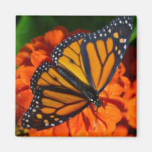 Monarch Butterfly Magneet