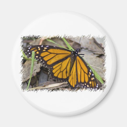 Monarch Butterfly Magneet (Voorkant)
