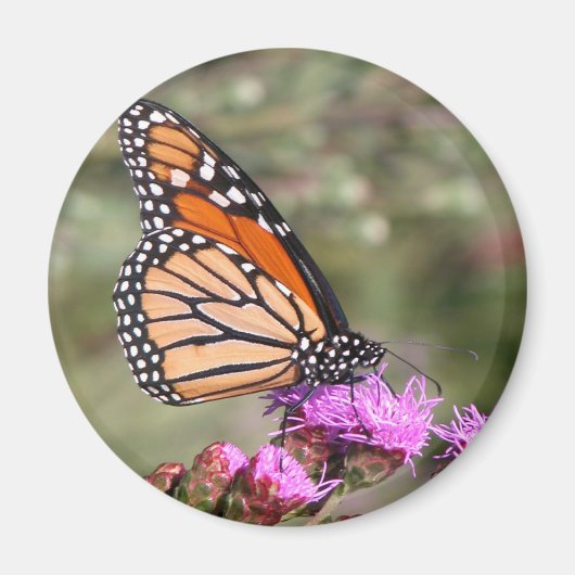 Monarch Butterfly Magneet (Voorkant)