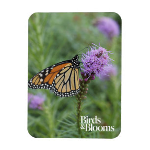 Monarch Butterfly Magneet