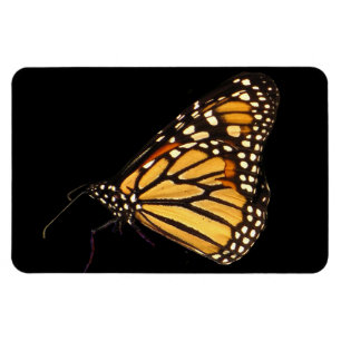 Monarch Butterfly Magneet