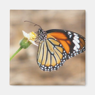 Monarch Butterfly Magneet