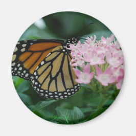 Monarch Butterfly Magnet Magneet