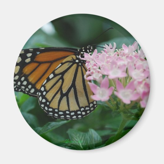 Monarch Butterfly Magnet Magneet (Voorkant)