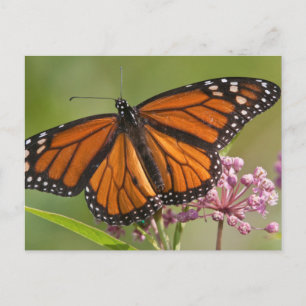 Monarch Butterfly man op Swamp Milkweed Briefkaart