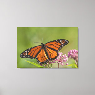Monarch Butterfly man op Swamp Milkweed Canvas Afdruk