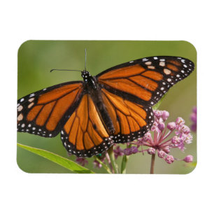 Monarch Butterfly man op Swamp Milkweed Magneet
