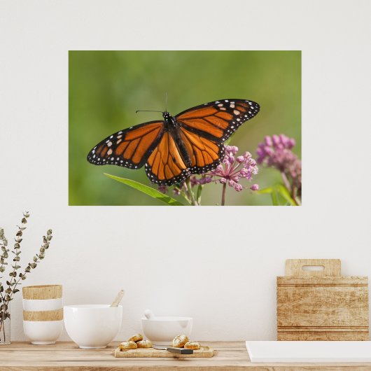 Monarch Butterfly man op Swamp Milkweed Poster (Keuken)