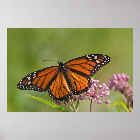 Monarch Butterfly man op Swamp Milkweed Poster (Voorkant)