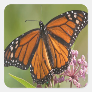 Monarch Butterfly man op Swamp Milkweed Sticker