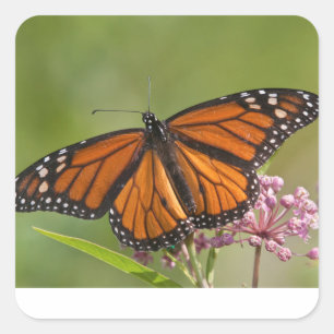 Monarch Butterfly man op Swamp Milkweed Sticker