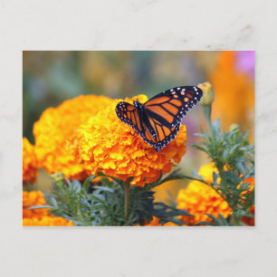 Monarch Butterfly Marigold Foto Briefkaart