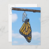 Monarch Butterfly, met Chrysalis Briefkaart (Voorkant / Achterkant)
