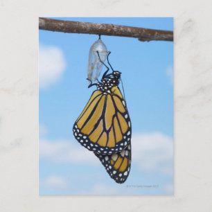 Monarch Butterfly, met Chrysalis Briefkaart