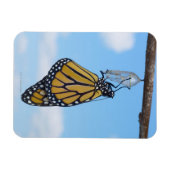 Monarch Butterfly, met Chrysalis Magneet (Horizontaal)