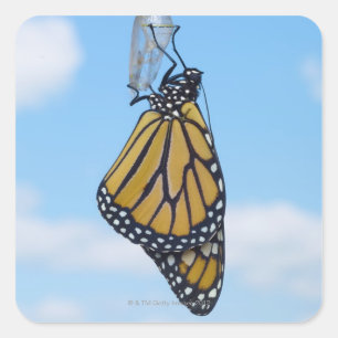 Monarch Butterfly, met Chrysalis Vierkante Sticker