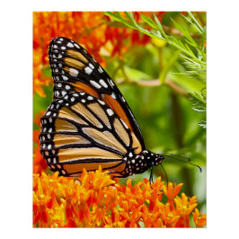 Monarch butterfly on butterfly bush perfect poster